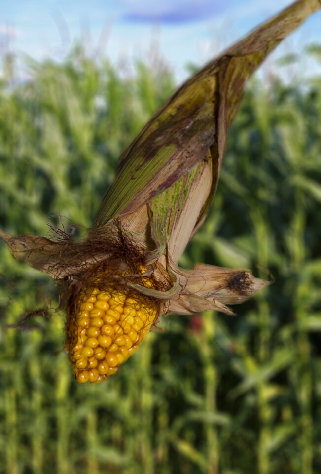 Corn on the cob plant nature