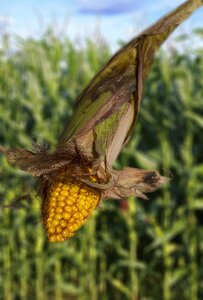 Corn on the cob plant nature