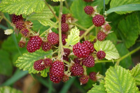 Immature fruit garden