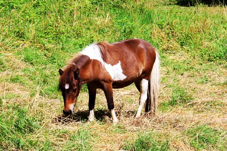Brown white animal