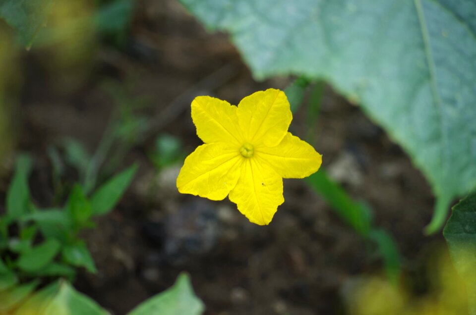 Flower vegetables blooming