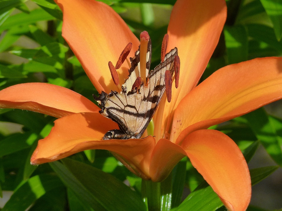 Beautiful close-up nature