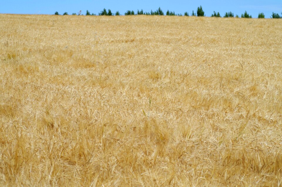 The grain nature harvest