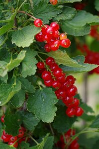 Bunch of grapes healthy garden photo