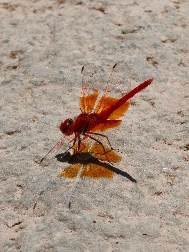 Dragonfly translucent wings rock
