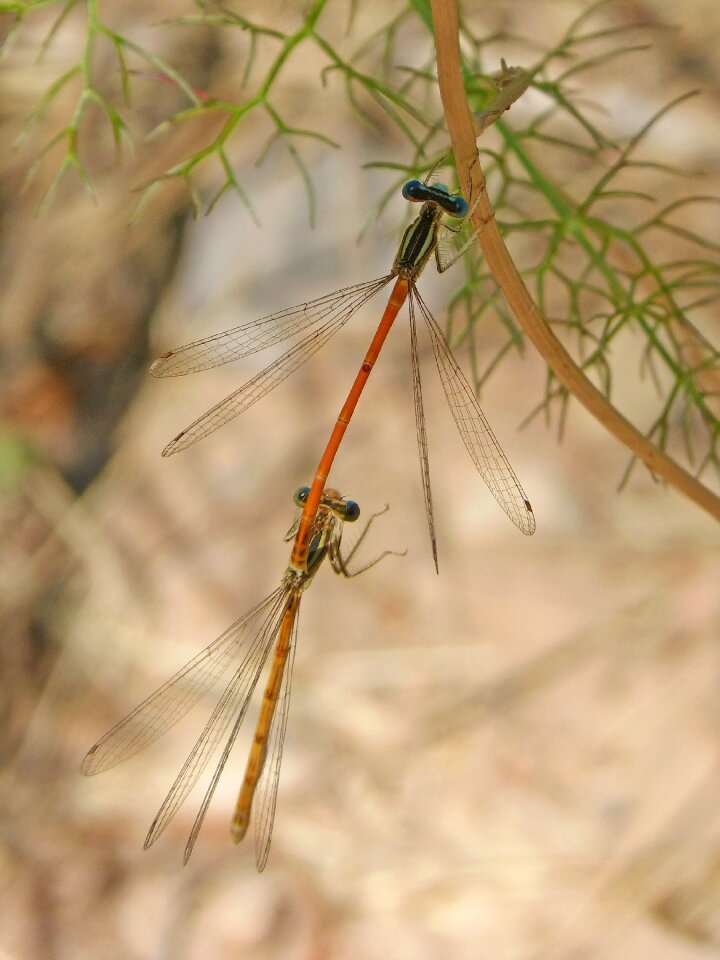 Reproduction insects insects mating photo