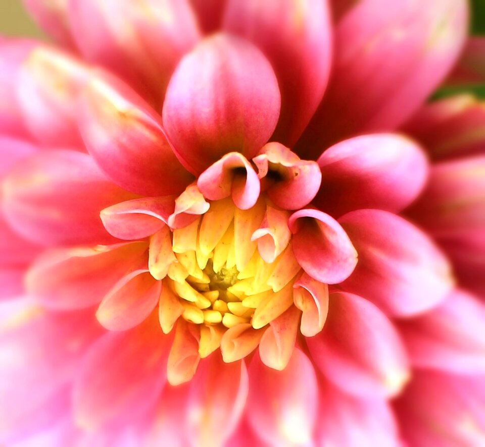 Blossom bloom pink