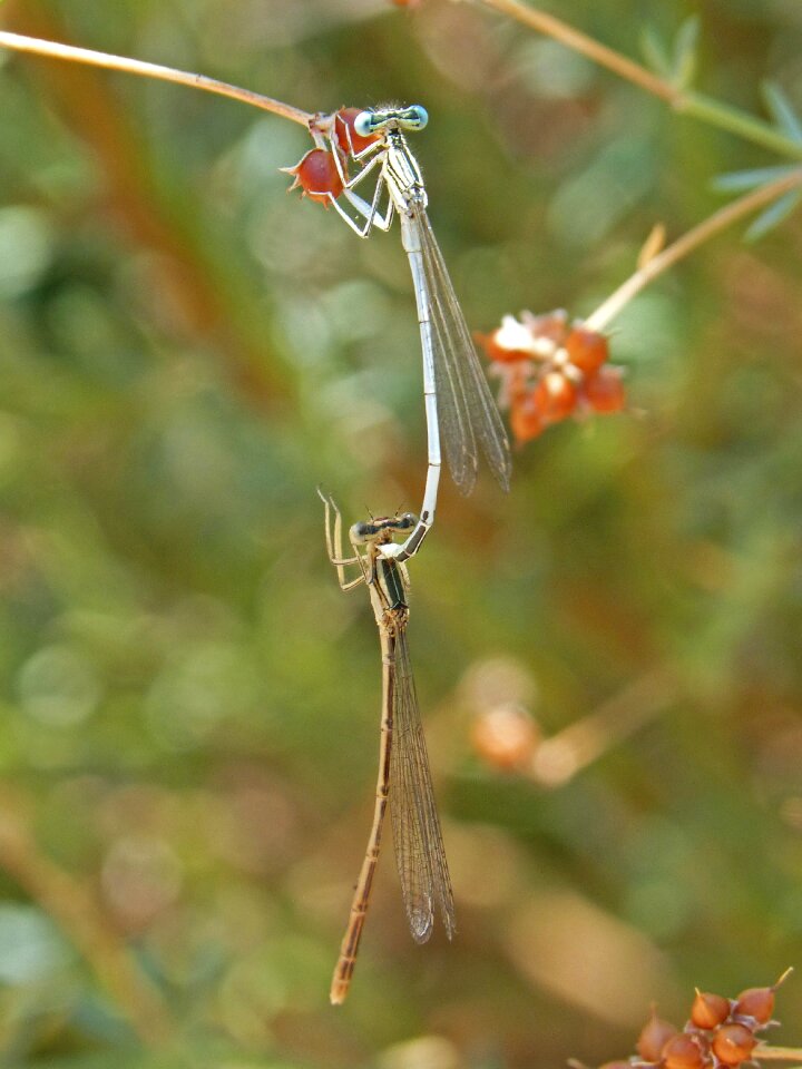 Reproduction insects insects mating photo