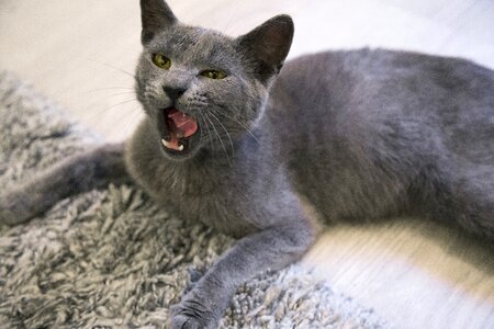 Domestic cute fur
