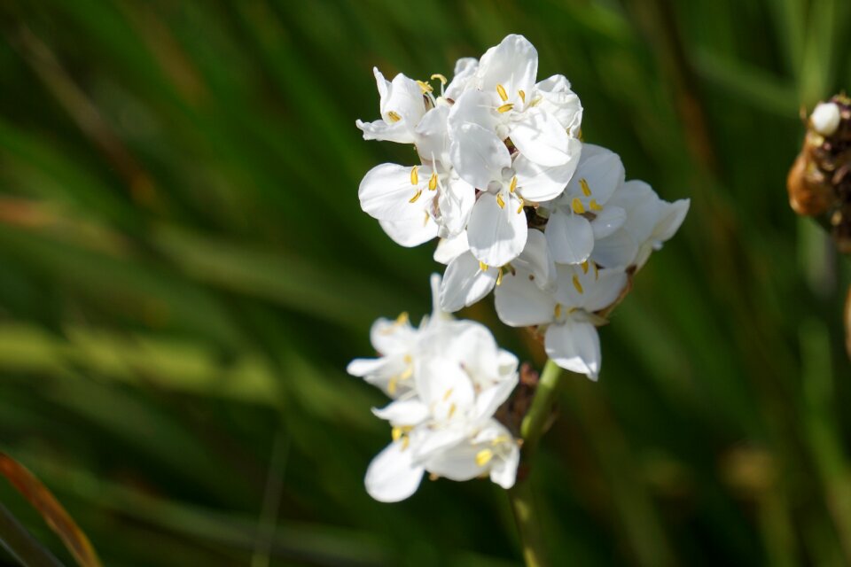 Nature orchid petals