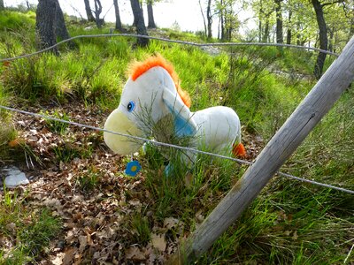 Pasture coupling mane