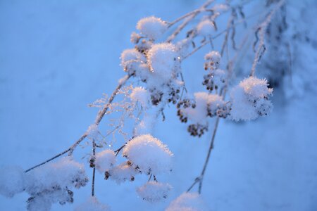 Nature tree winter forest photo