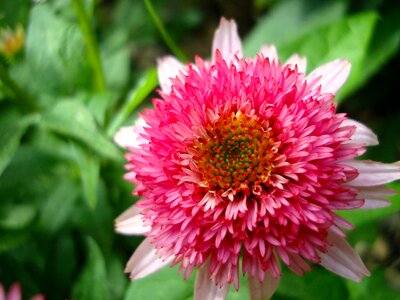 Coneflower cone flower