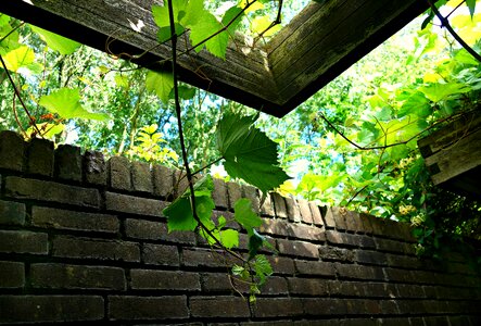 Twining pergola trellis photo