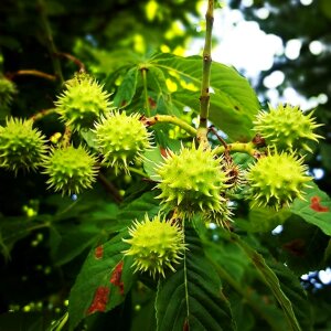 Spring crop bud