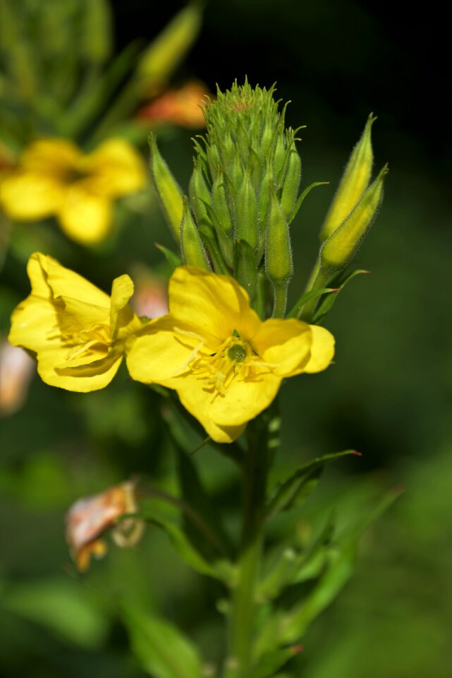 Bloom yellow flowers