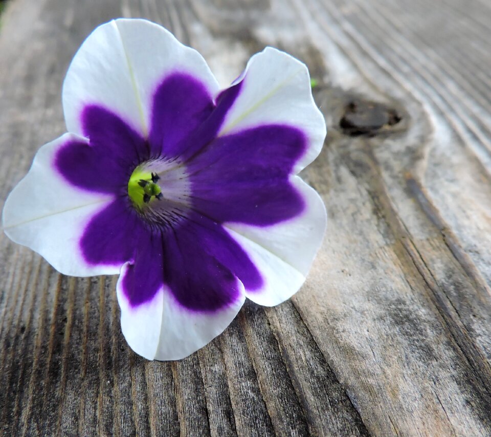 Bloom violet white