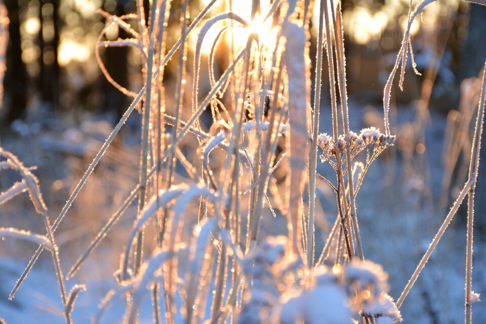 Dawn sunrise handsomely