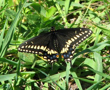 Papilio polyxenes moneymore ontario