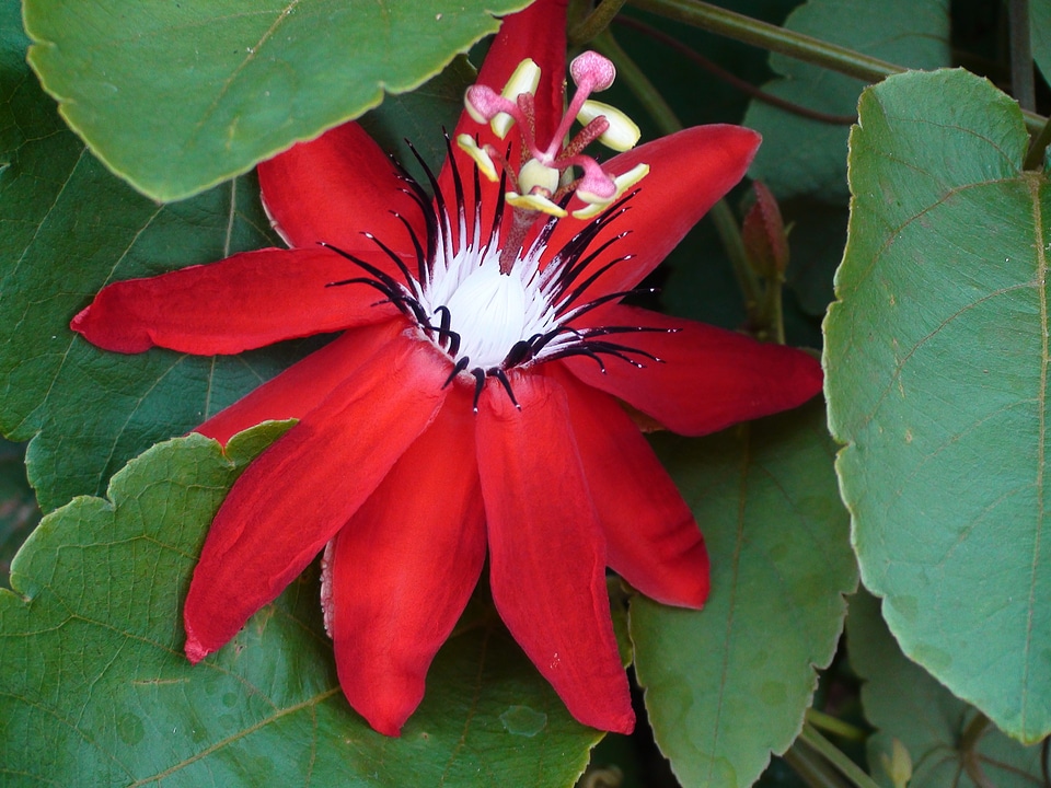Red india white
