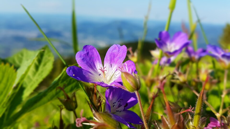 Flora alpine flower wild flowers photo