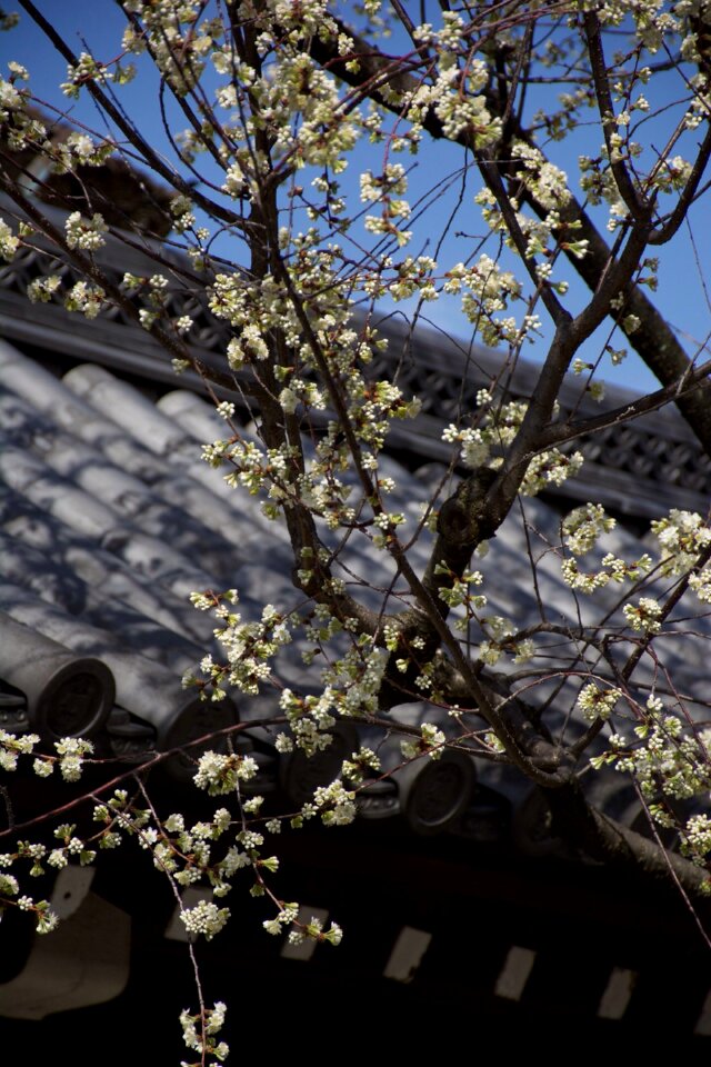 Spring flowering tree nature