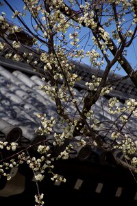 Spring flowering tree nature