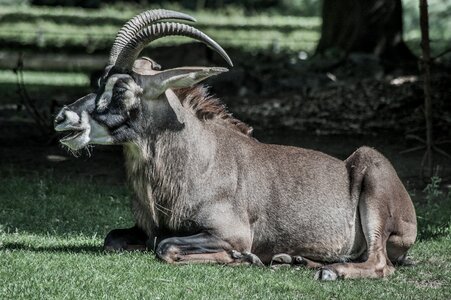 Horns animal lying