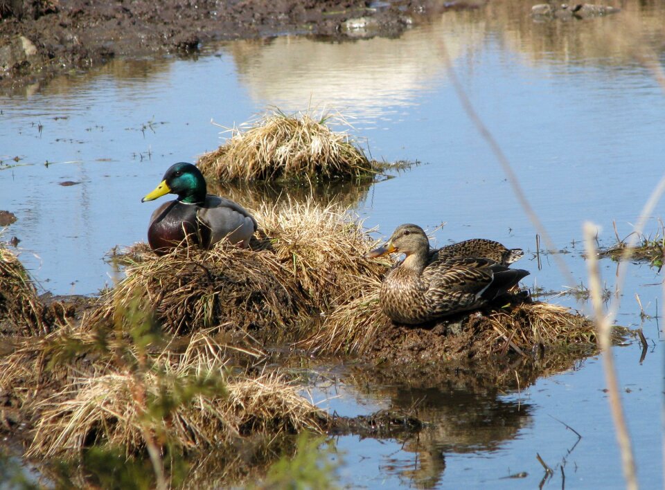 Spring hogs back road moneymore