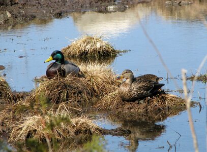 Spring hogs back road moneymore