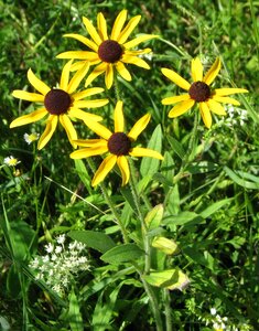Yellow daisy rudbeckia hirta moneymore