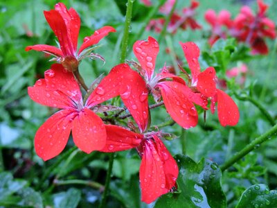 Red drop of water flower