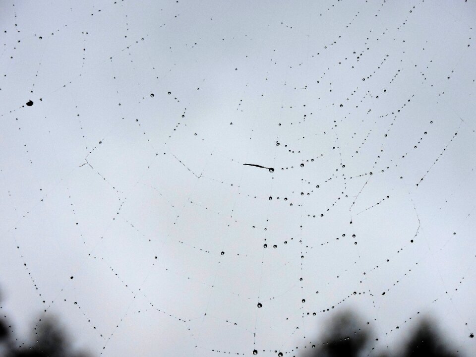 Sparkle cobwebs filigree