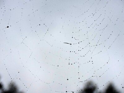 Sparkle cobwebs filigree