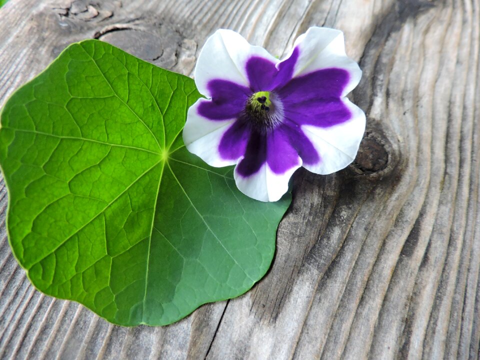 Surfinie nasturtium old wood