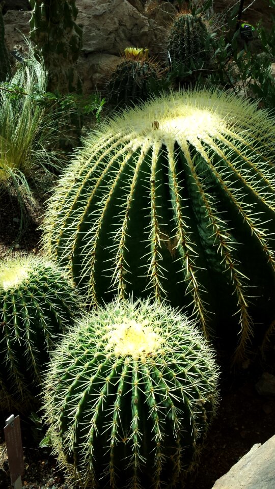 Thorn drought cactuses