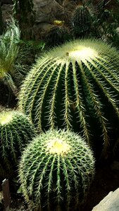Thorn drought cactuses photo