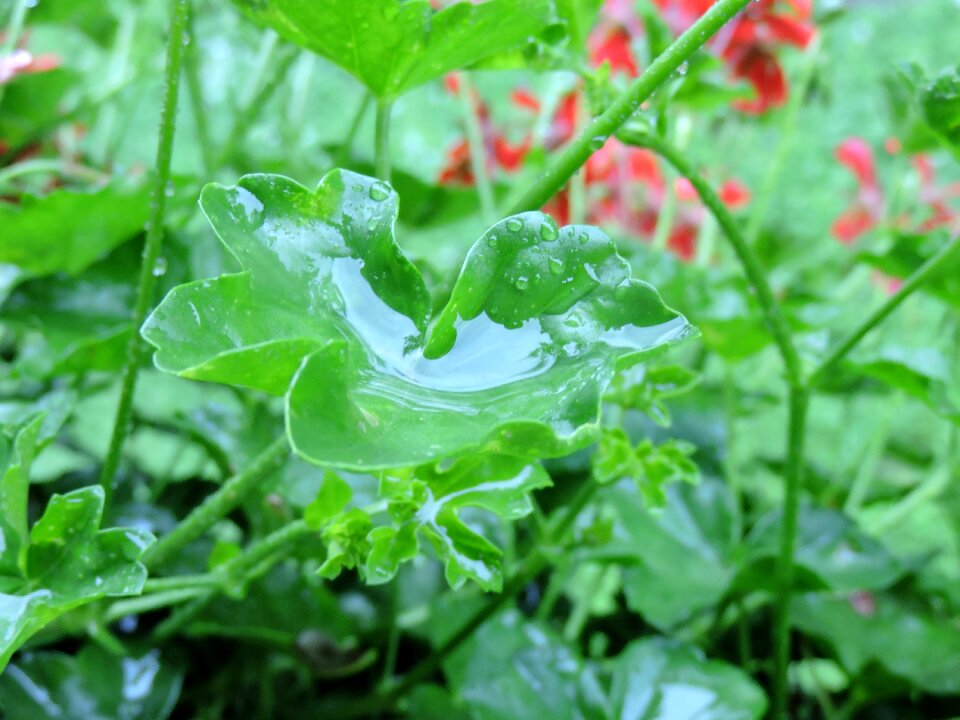 Raindrop wet rainy