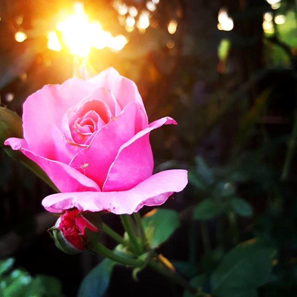 Petals vicky garden
