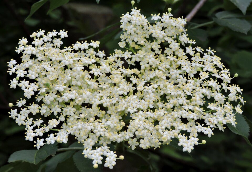 Bloom white black elderberry