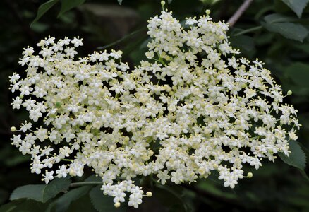 Bloom white black elderberry