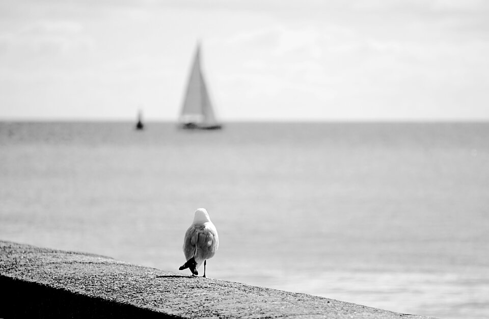 Sea nature ornithology