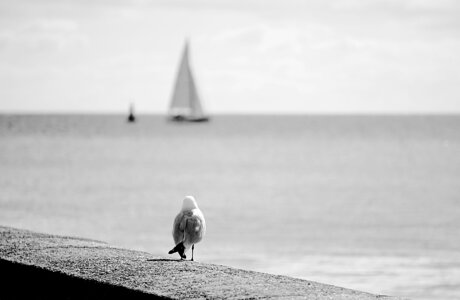 Sea nature ornithology