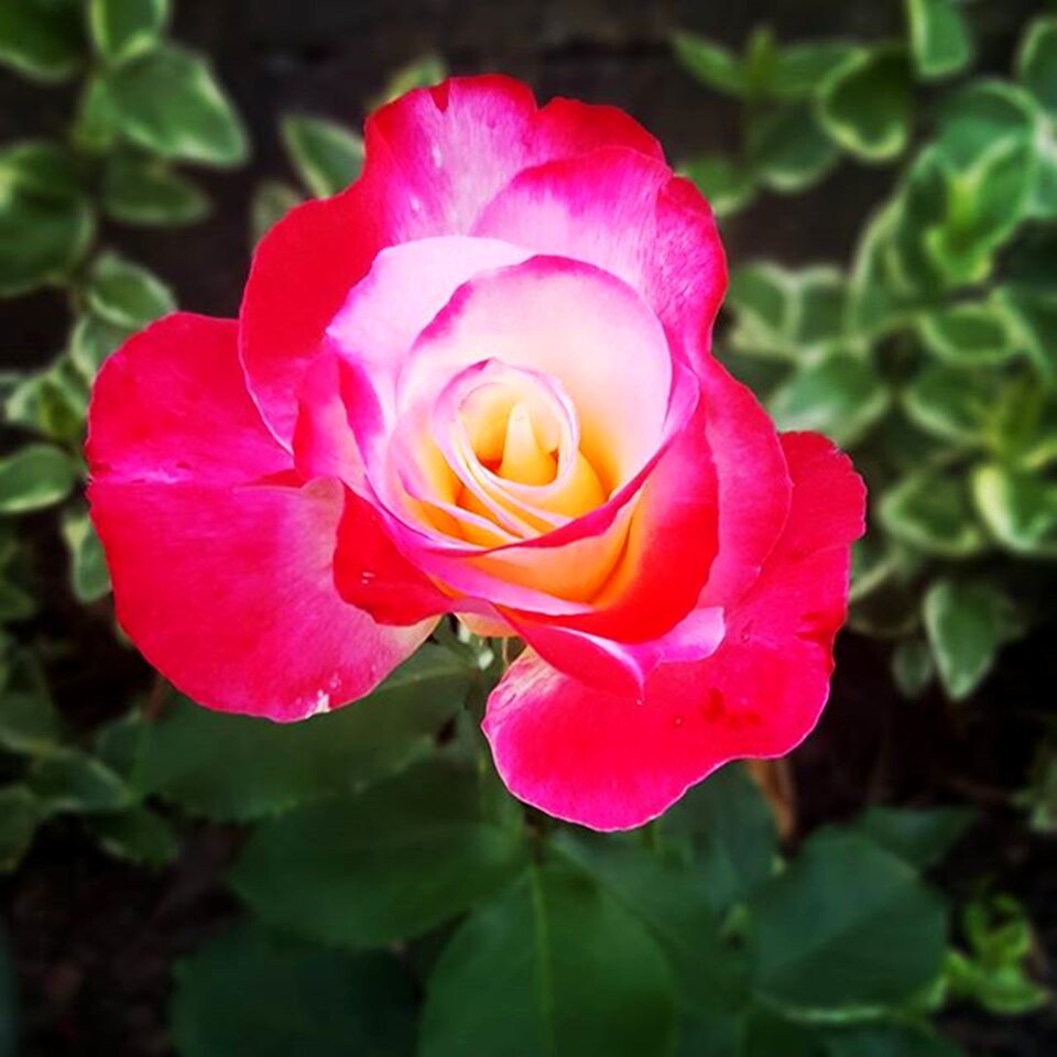 Flower vicky rosebud