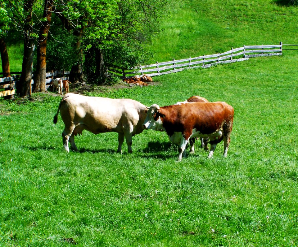 Cows cattle meadow
