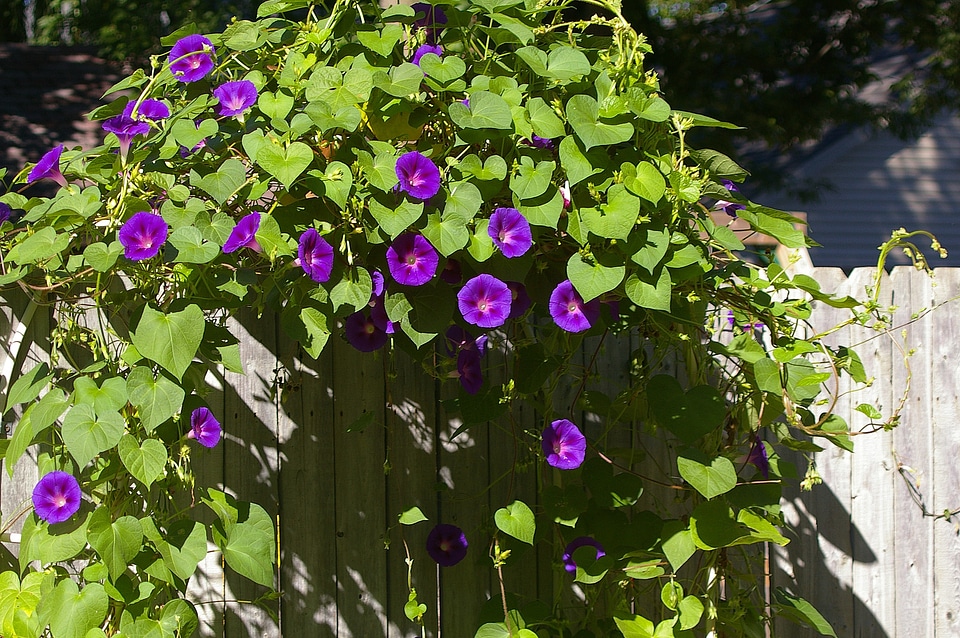 Climber climbing plant clamberer