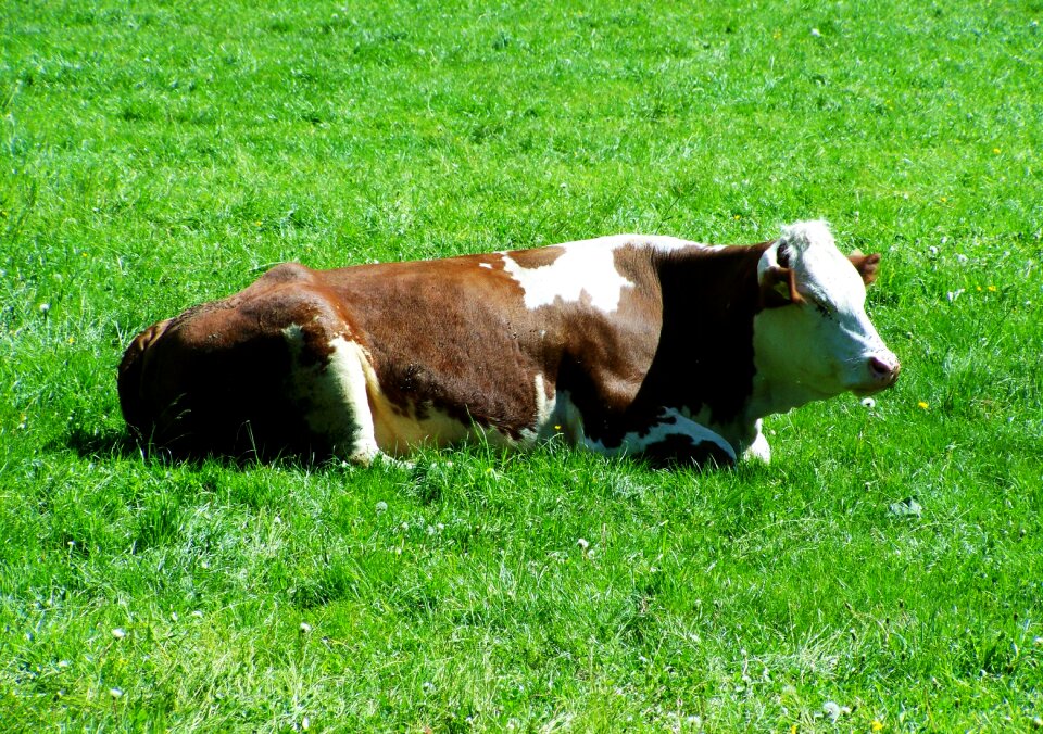 Brown and white cow pet sitting meadow