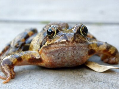 Frog macro frog eyes photo