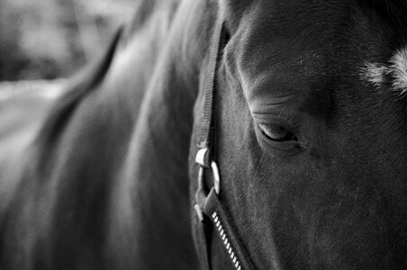 Field black and white eye