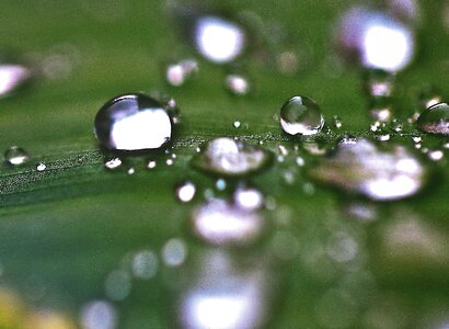 Rain drops nature after the rain